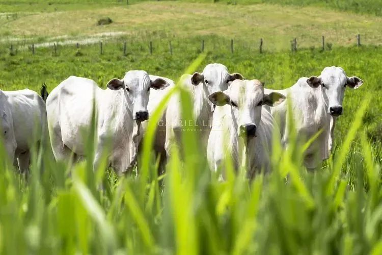 Fazenda, 39000 hectares - Foto 3