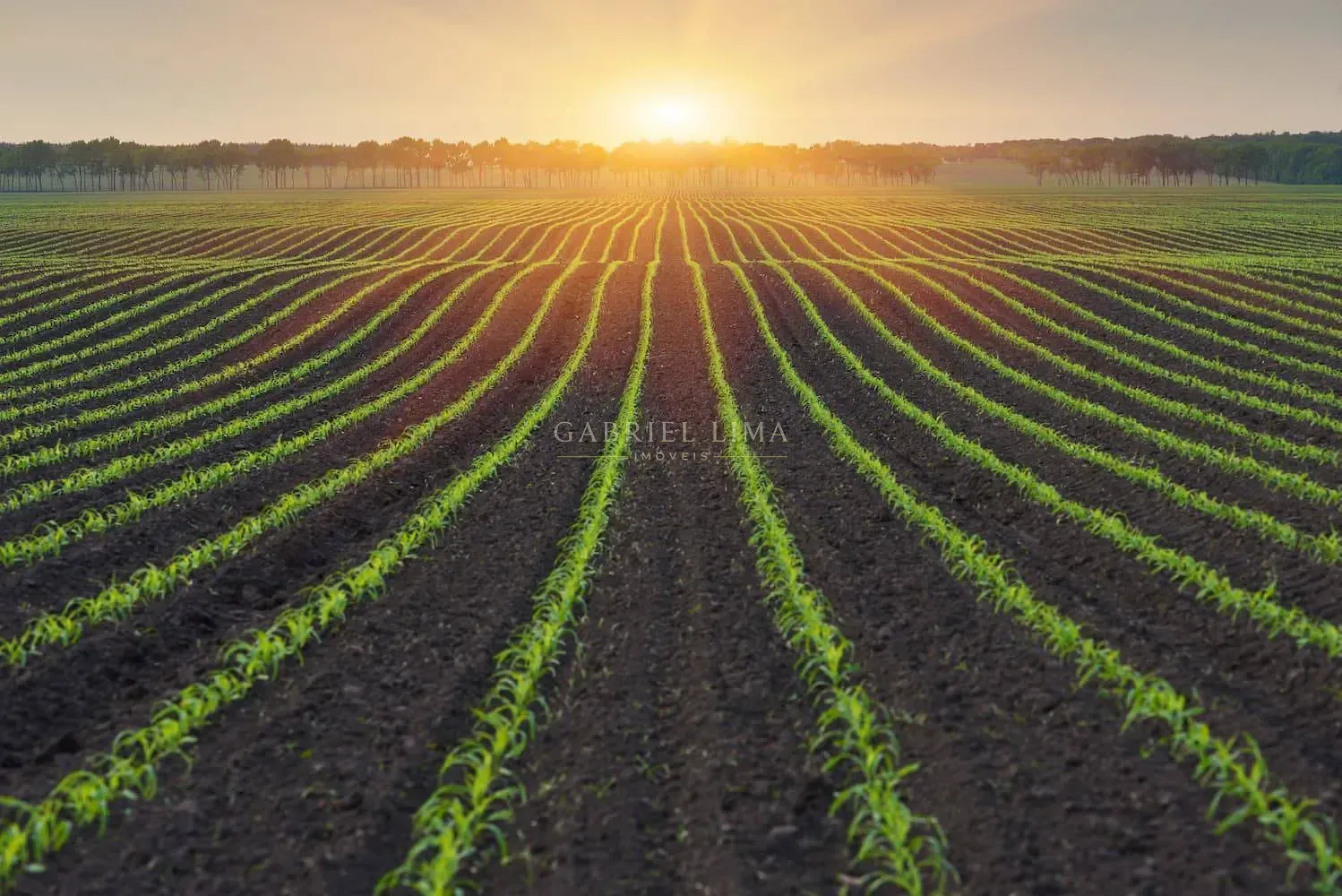 Fazenda, 39000 hectares - Foto 7