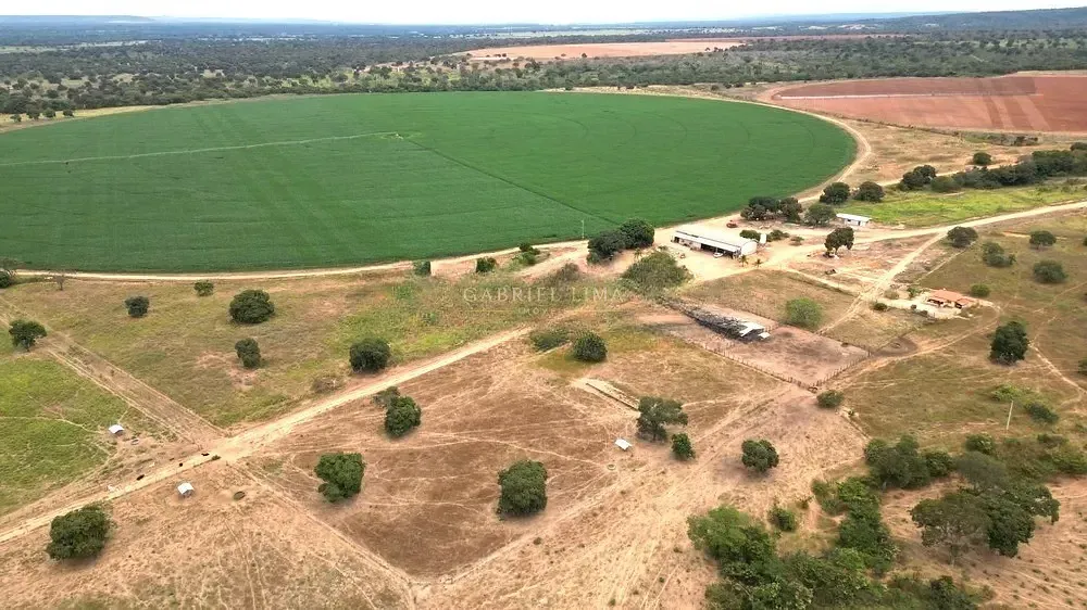 Fazenda, 2132 hectares - Foto 10
