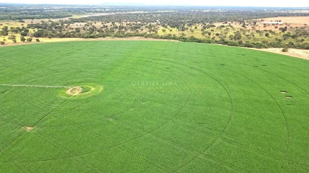 Fazenda, 2132 hectares - Foto 3