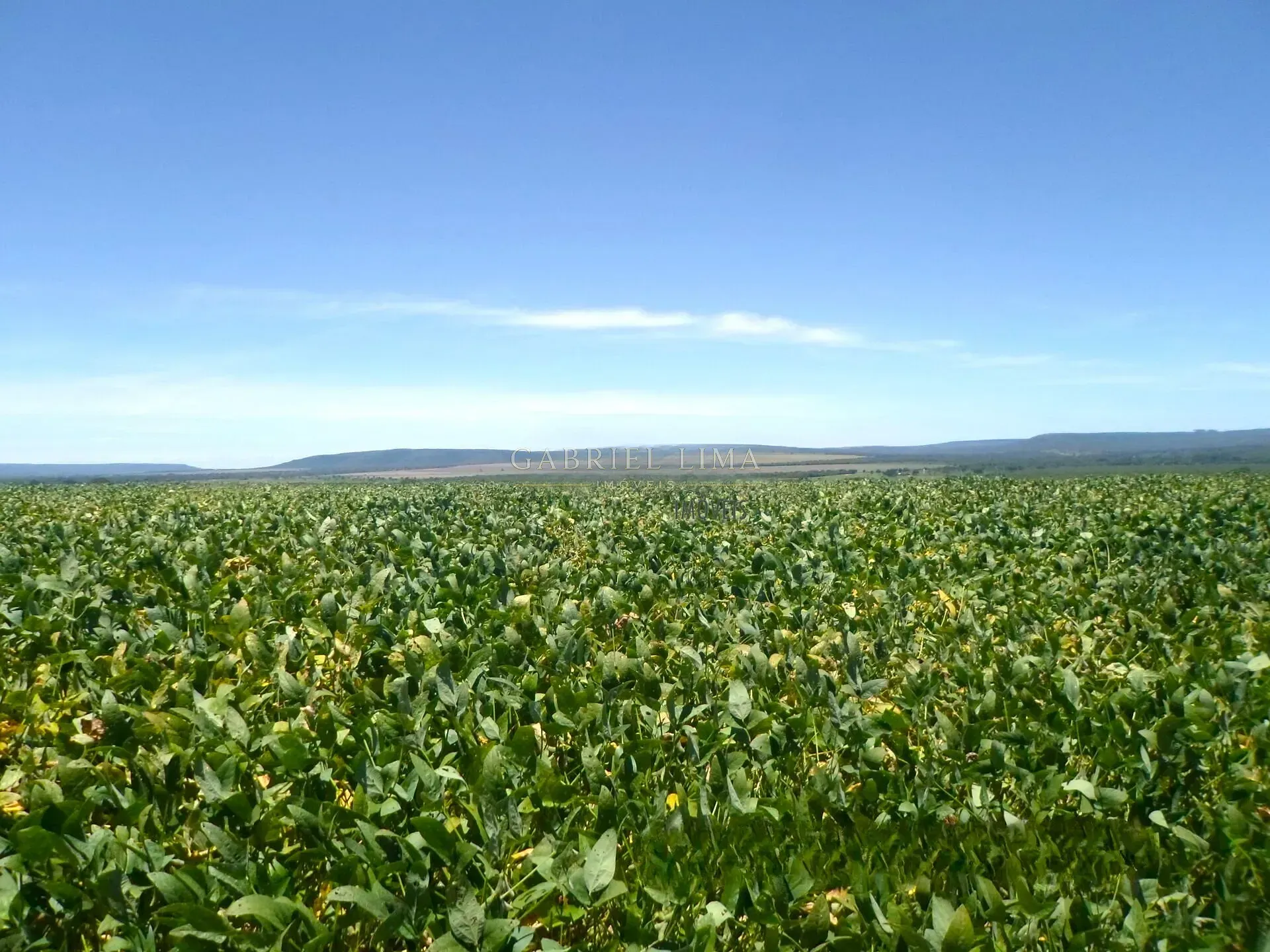 Fazenda, 8402 hectares - Foto 7