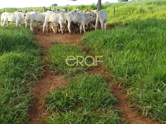 Fazenda à venda, no bairro ZONA RURAL em Cabeceiras