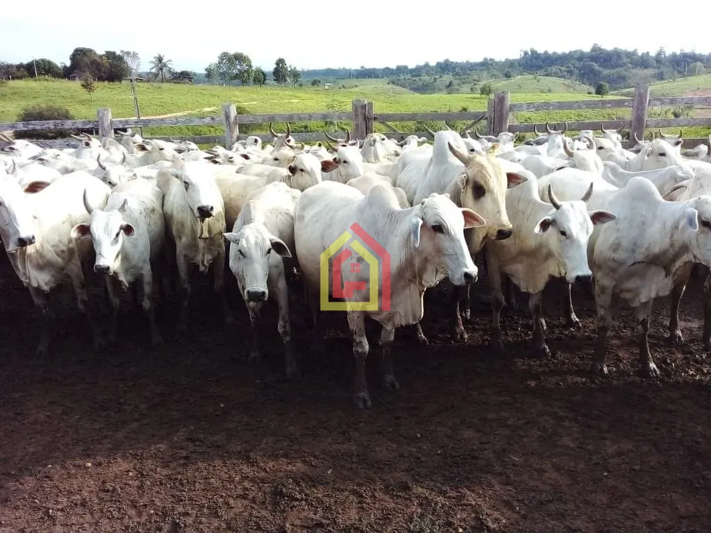 Rural à venda com 13310000m² de terreno no Zona Rural, Jacundá (PA) — foto 12 de 14