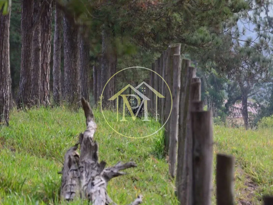 Fazenda, 278 hectares - Foto 11