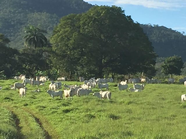 Foto do Fazenda - Fazenda à venda 9100000M², Zona Rural, Uruaçu - GO | ZUCATO IMOBILIARIA LTDA