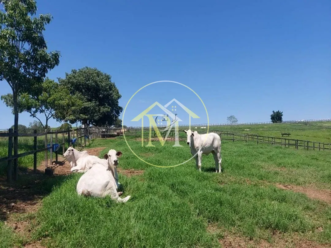Fazenda, 126 hectares - Foto 11