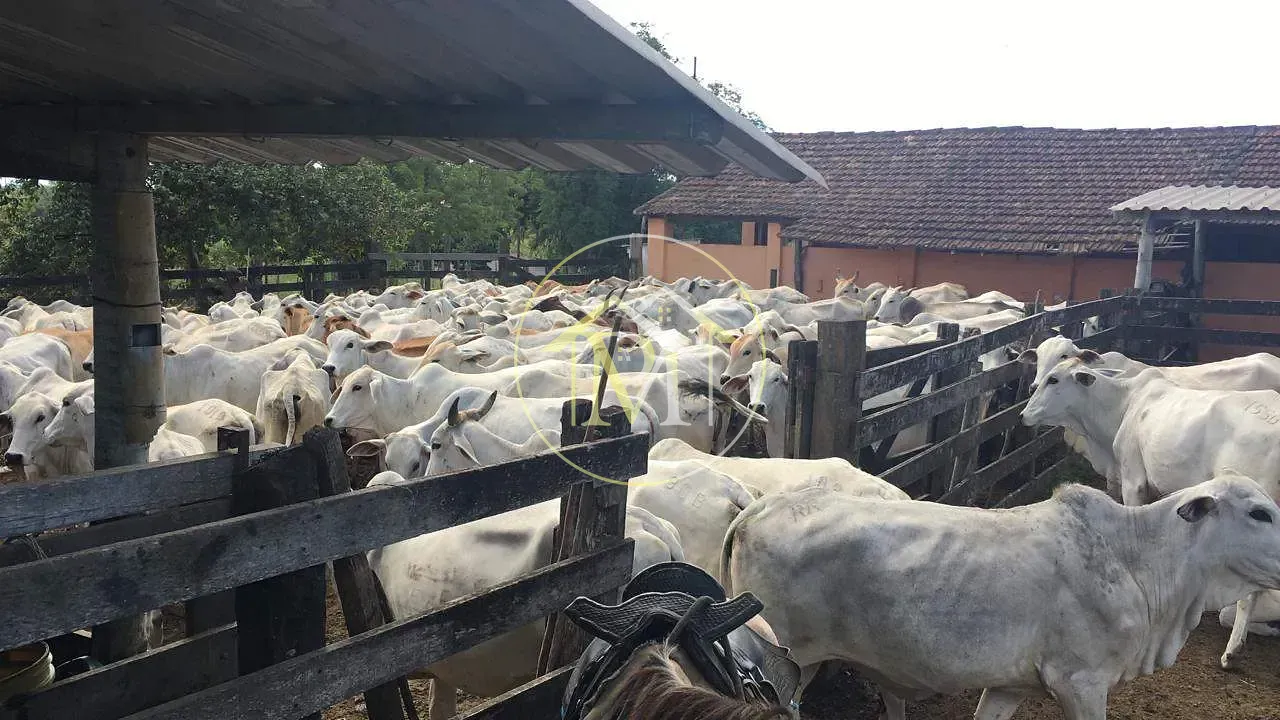 Fazenda, 126 hectares - Foto 1