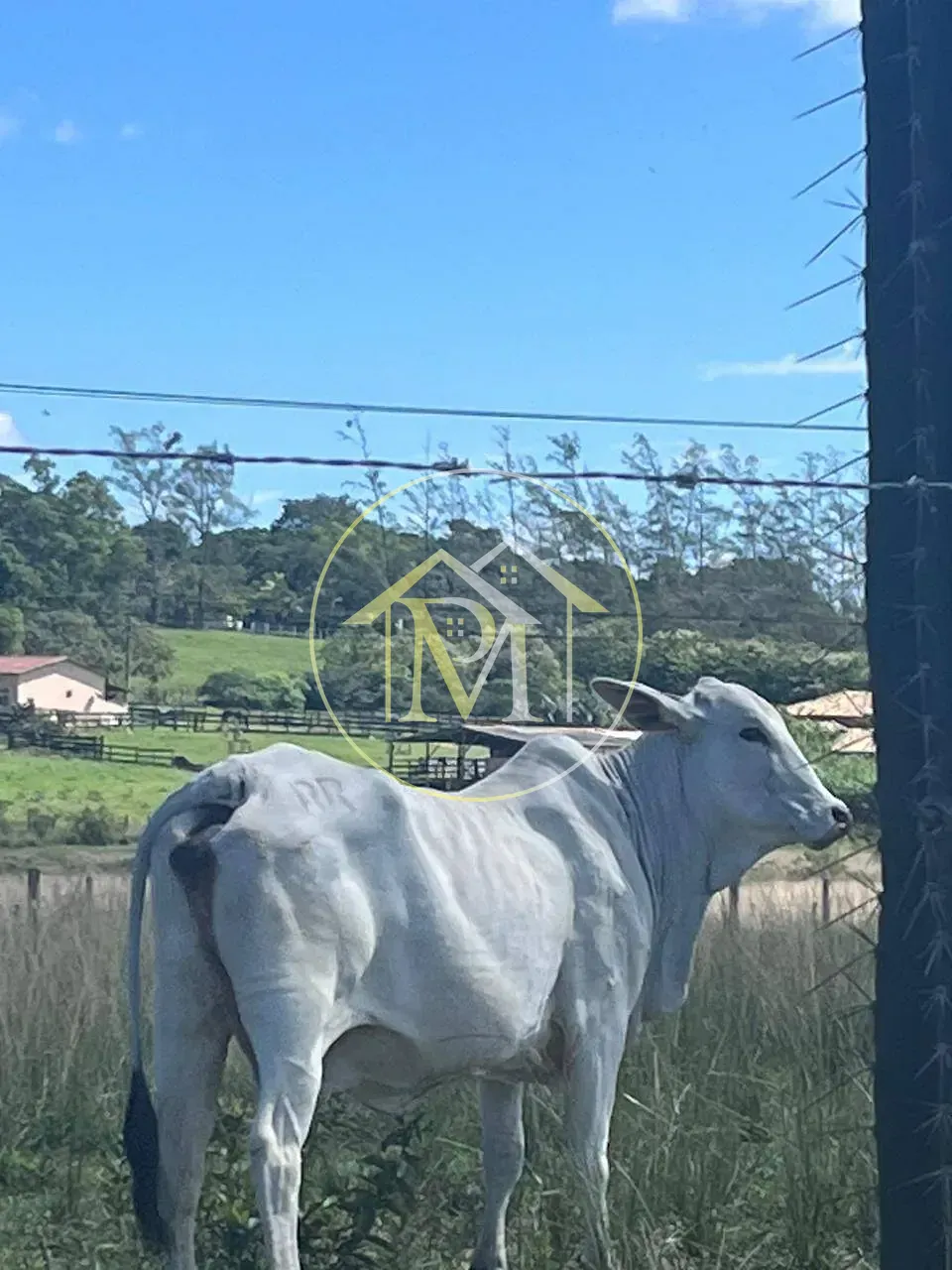 Fazenda, 126 hectares - Foto 11