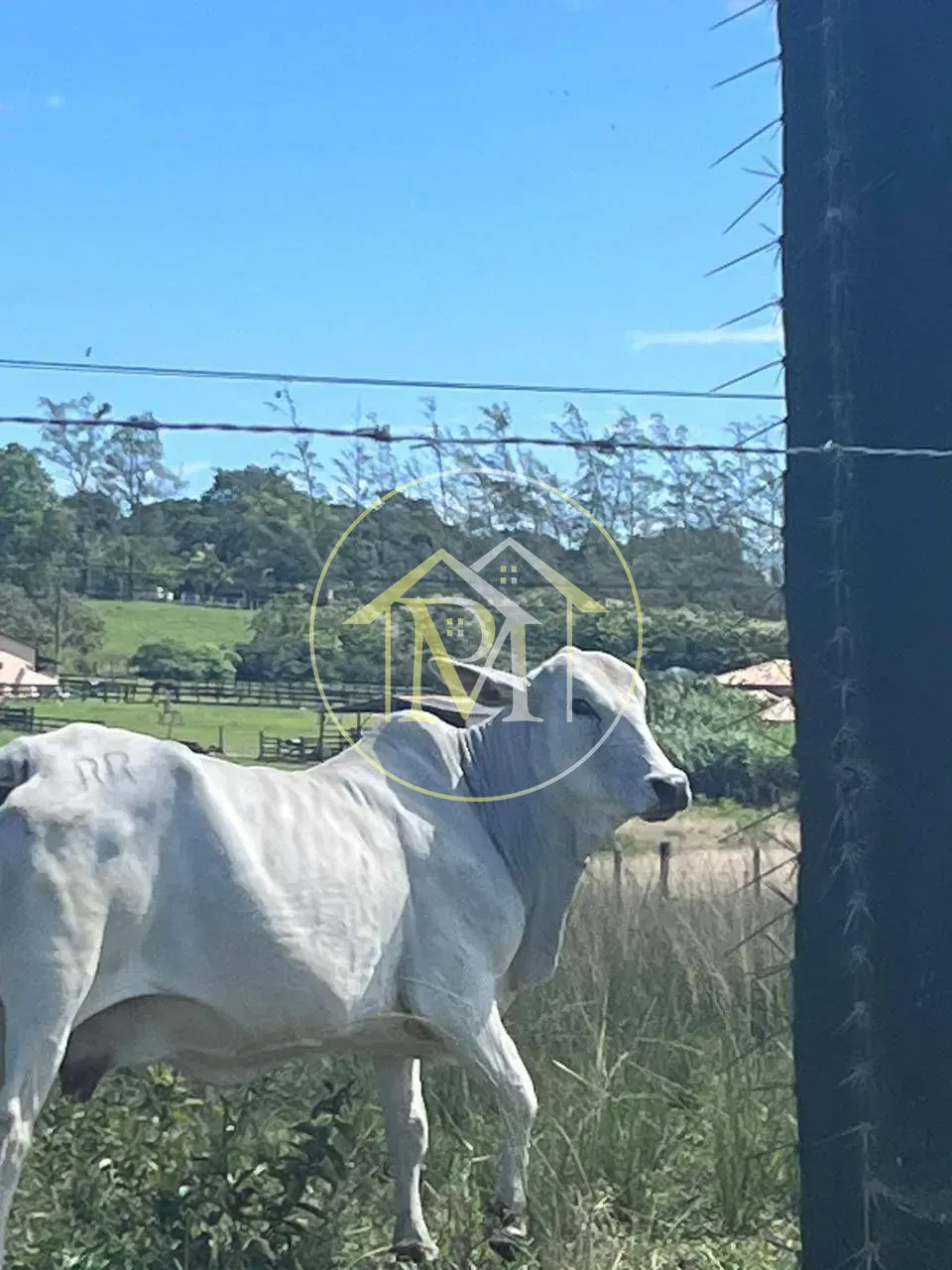 Fazenda, 126 hectares - Foto 12