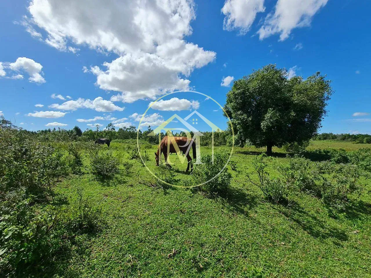 Fazenda, 126 hectares - Foto 36