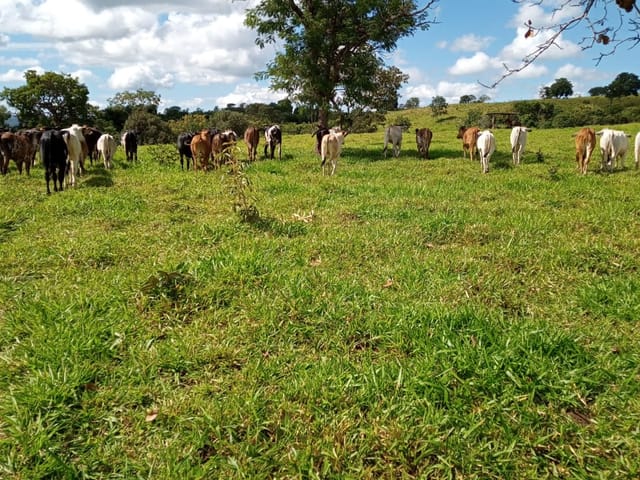 Foto do Fazenda - Fazenda à venda, Área Rural de Caldas Novas, Caldas Novas, GO | M360 Imóveis