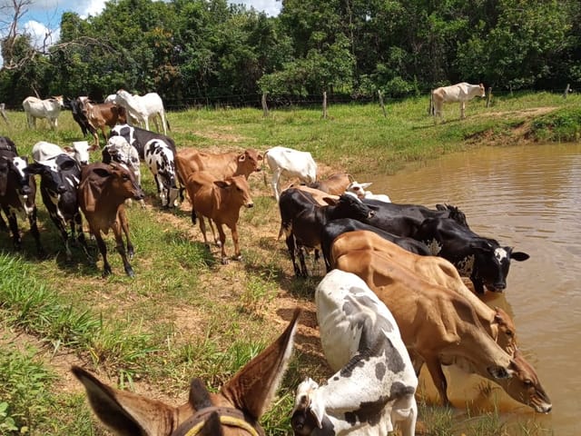 Foto do Fazenda - Fazenda à venda, Área Rural de Caldas Novas, Caldas Novas, GO | M360 Imóveis
