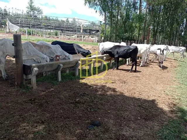 Fazenda com 1137400m², à venda, no bairro Portal em Paranapanema