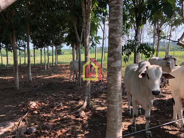 Fazenda com 87120000m², à venda, no bairro Zona Rural em Tucuruí
