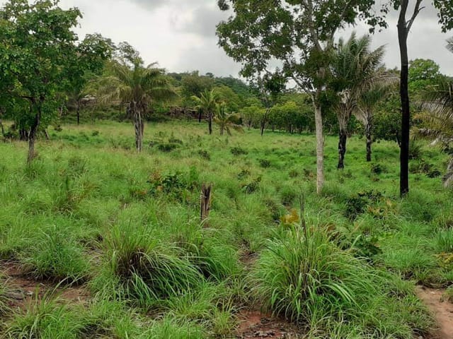 Foto do Fazenda - Fazenda de 68 alqueires, Ponte Alta do Tocantins, TO | M360 Imóveis