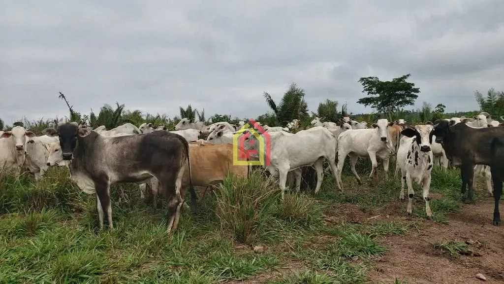 Rural à venda com 11035200m² de terreno no Zona Rural, Brejo Grande do Araguaia (PA) — foto 7 de 8
