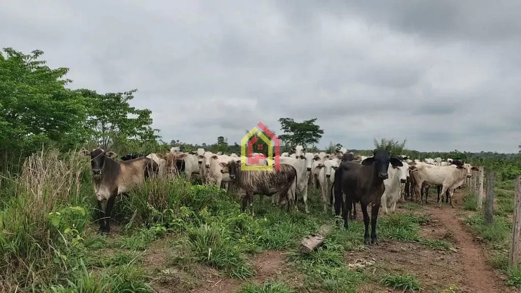 Rural à venda com 11035200m² de terreno no Zona Rural, Brejo Grande do Araguaia (PA) — foto 6 de 8