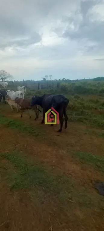 Rural à venda com 35380400m² de terreno no Rio Preto, Itupiranga (PA) — foto 26 de 30