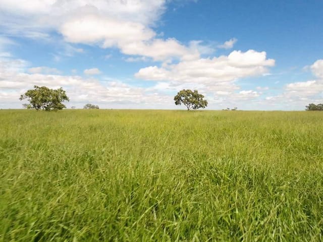 Foto do Fazenda - Fazenda  dupla aptidão em  Campo Alegre de Goiás, GO | Provenda Imobiliária