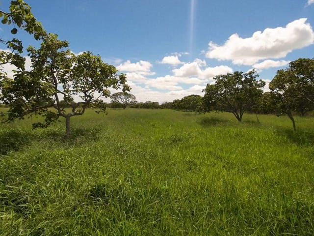 Foto do Fazenda - Fazenda  dupla aptidão em  Campo Alegre de Goiás, GO | Provenda Imobiliária