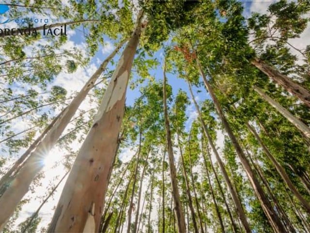 Foto do Fazenda - São Paulo, Fazenda 1.867há ou 771 alqueires, com floresta de eucaliptos, árvores com mais de 30 anos,   à venda, , Jacupiranga, SP | Imobiliária GreenVille