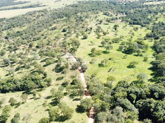 Foto do Fazenda - FAZENDA DE CRIA - ÁREA 3.242.800 m² (67 ALQUEIRES) - 40 ALQUEIRES DE PASTO - MARZAGÃO/GO | Provenda Imobiliária