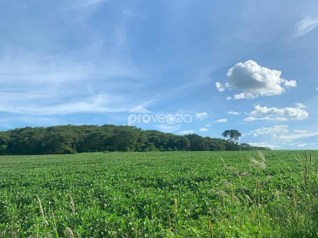 Foto do Fazenda - FAZENDA DE PLANTIO - ÁREA 1.903.200m² (39 ALQUEIRES) - ÀS MARGENS DO RIO CAPIVARI - JANDAIA/GO | Provenda Imobiliária