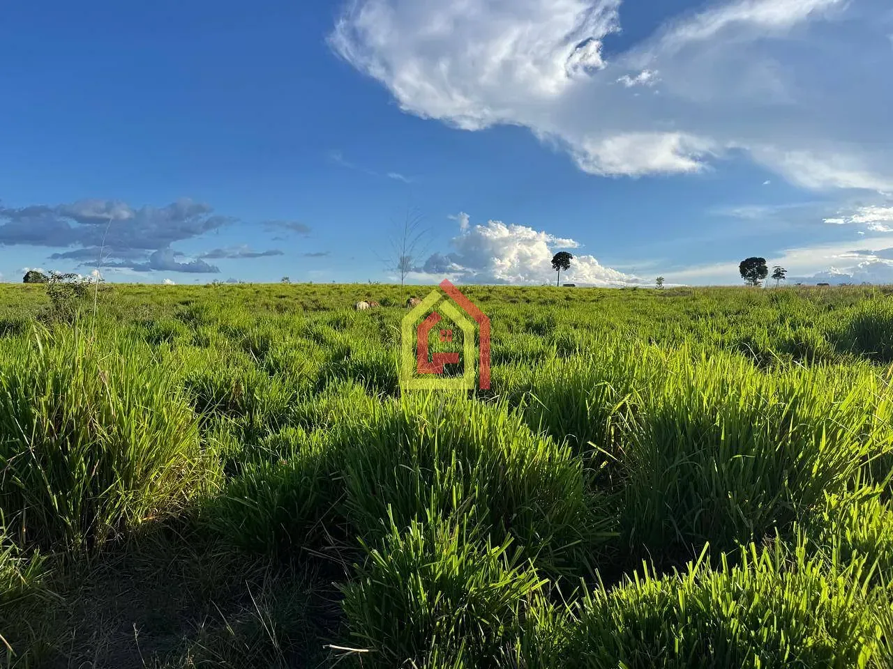 Rural à venda com 100000m² de terreno no Zona Rural, Bom Jesus do Tocantins (PA) — foto 16 de 20