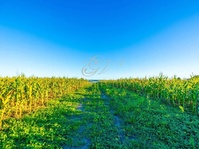 Fazenda com 300000m² 1 quarto e 1 banheiro, à venda, no bairro Colônia Dona Luíza em Ponta Grossa