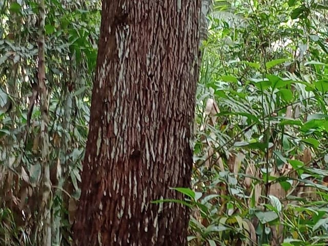 Foto do Fazenda - São Paulo, Fazenda 1.867há ou 771 alqueires, Floresta de Eucaliptos, árvores com mais de 30 anos, à 257km do Porto de Paranaguá, à venda, Jacupiranga, SP | Imobiliária GreenVille