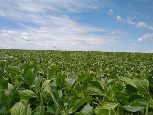 Foto do Fazenda - Porto Amazonas, Fazenda de soja, plantando as 110 alqueires, arrendada, área total de 2662000m², à venda, Zona Rural, PR | Imobiliária GreenVille