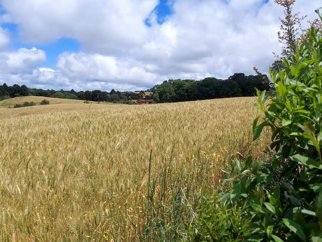Foto do Fazenda - Balsa Nova, 89 há, ou 36,77 alqueires, Plantando 23 alqueires, Próximo Estrada Balsa Nova, Zona Rural, PR | Imobiliária GreenVille