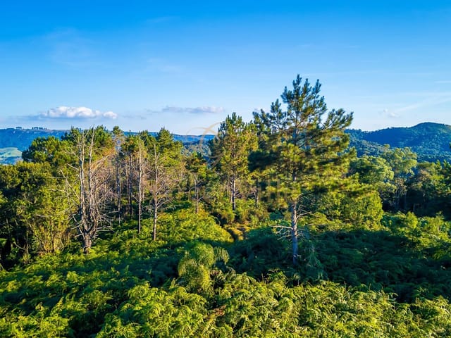 Foto do Fazenda - Campo Largo, 377 alqueires, sendo 580 hectares ou 240 alqueires  pra reflorestamento, terra nua, à 12 km do asfalto, à venda, PR Três Córregos, PR | Imobiliária GreenVille