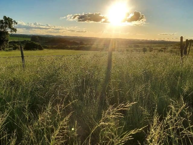Foto do Fazenda - Alegrete, Estrada do Caverá, com 43 Hectares, Fazendinha ou Haras, banheiro de gado, banheiro de ovelha, tronco, mangueiras, cercada, à venda, RS | Imobiliária GreenVille