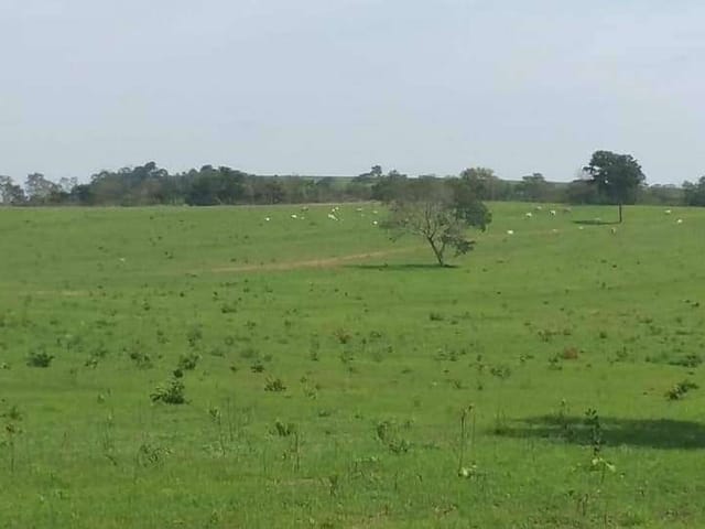 Fazenda com 31500000m² 3 quartos e 2 banheiros, à venda, no bairro Zona Rural em Alto Araguaia