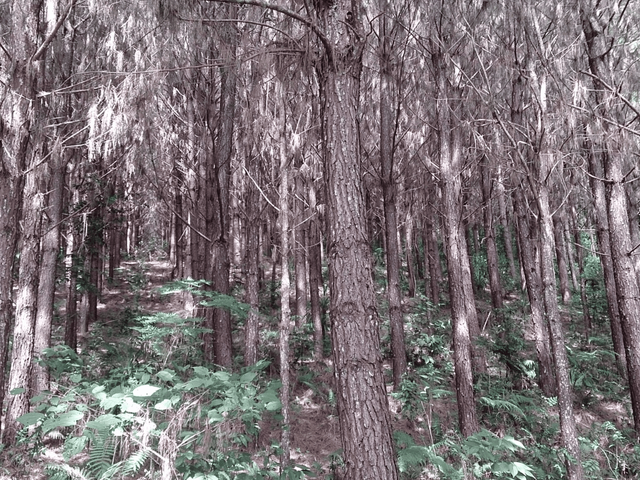 Foto do Fazenda - Campo Largo, Itambé, 508 hectares, 209 alqueires, à 49km Park Shopping Barigüi, Curitiba, à venda , PR | Imobiliária GreenVille