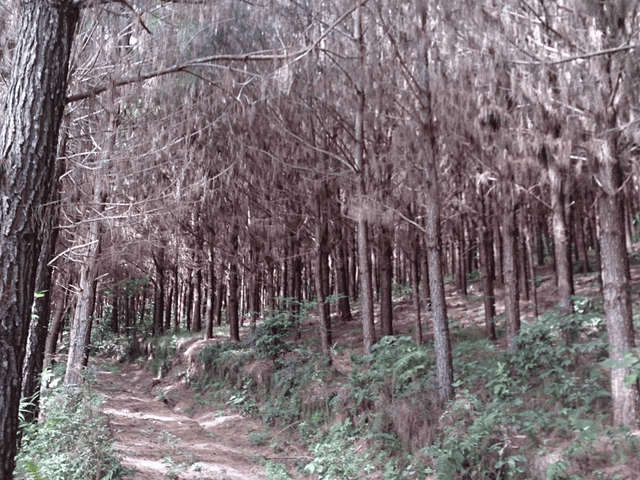 Fazenda com 5081330m² 3 quartos e 2 banheiros, à venda, no bairro Centro em Campo Largo