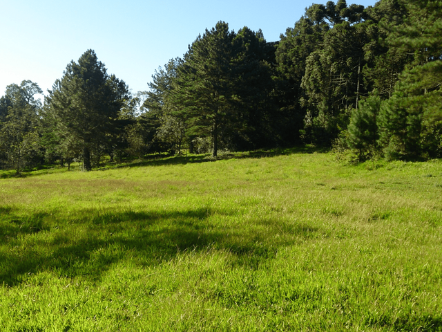 Foto do Fazenda - Campo Largo, Itambé, 508 hectares, 209 alqueires, à 49km Park Shopping Barigüi, Curitiba, à venda , PR | Imobiliária GreenVille