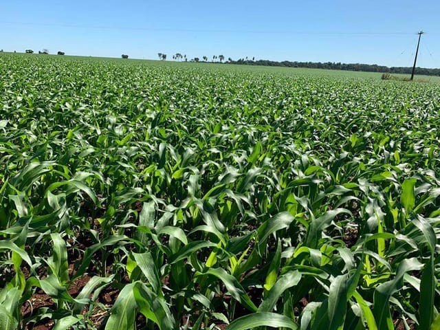 Fazenda com 26330000m² 4 quartos e 6 banheiros, à venda, no bairro Zona Rural em Bonito