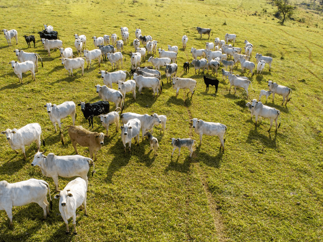 Foto do Fazenda - Campo Largo, 213 há, 88 Alq , 47,68 alq de pasto,95 cabeças de Gado Nelore, Porteira Fechada, à venda, Itambezinho, PR | Imobiliária GreenVille