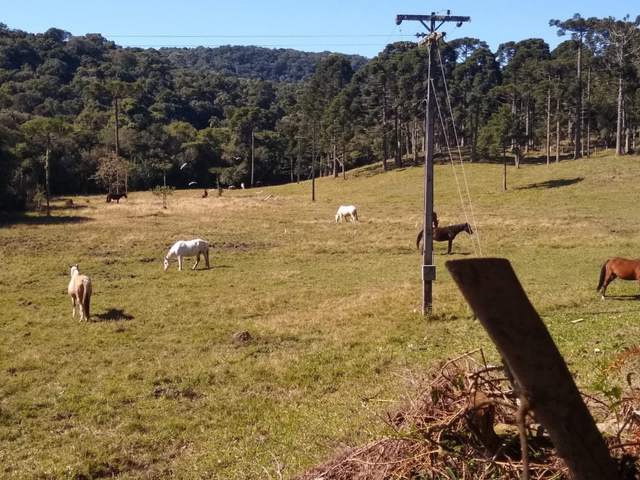 Foto do Fazenda - Tijucas do Sul, Fazenda 160 Alqueires, 367,10 há, Haras ou Loteamento, Casa sede 500m² venda, Zona Rural, PR | Imobiliária GreenVille