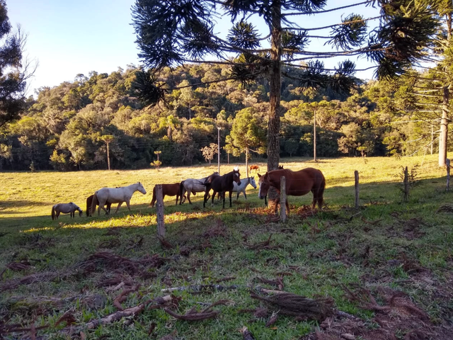 Foto do Fazenda - Tijucas do Sul, Fazenda 160 Alqueires, 367,10 há, Haras ou Loteamento, Casa sede 500m² venda, Zona Rural, PR | Imobiliária GreenVille
