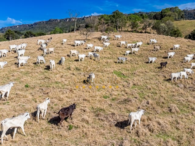 Fazenda com 2134811m² 3 quartos e 2 banheiros, à venda, no bairro Itambezinho em Campo Largo