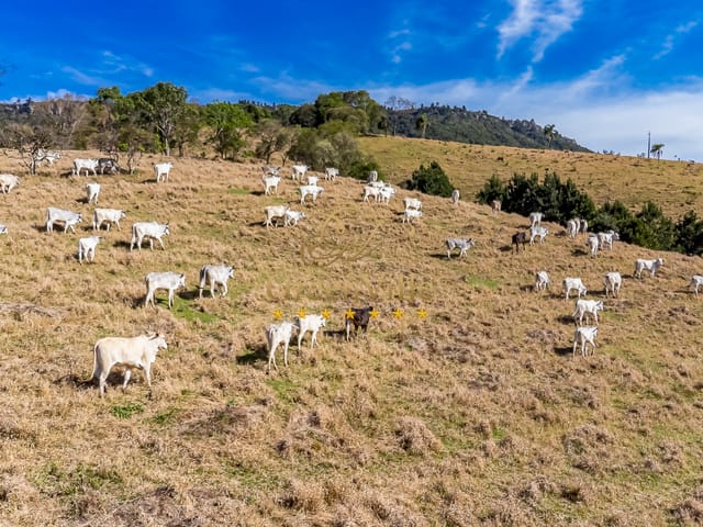 Foto do Fazenda - Campo Largo, Venda Porteira Fechada, 95 cabeças de Gado Nelore, 213 há, 88 Alq , 47,68 alq de pasto , à venda, Itambezinho, | Imobiliária GreenVille