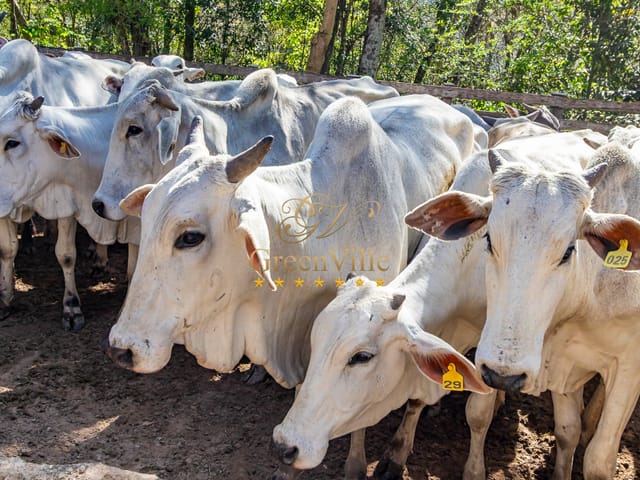 Foto do Fazenda - Campo Largo, Venda Porteira Fechada, 95 cabeças de Gado Nelore, 213 há, 88 Alq , 47,68 alq de pasto , à venda, Itambezinho, | Imobiliária GreenVille