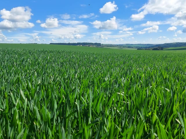 Foto do Fazenda - Porto Amazonas, Fazenda De Frente Rodovia, 287 Hectares, 118 Alqueires, Plantando 60%, Dupla Aptidão, à venda, PR | Imobiliária GreenVille
