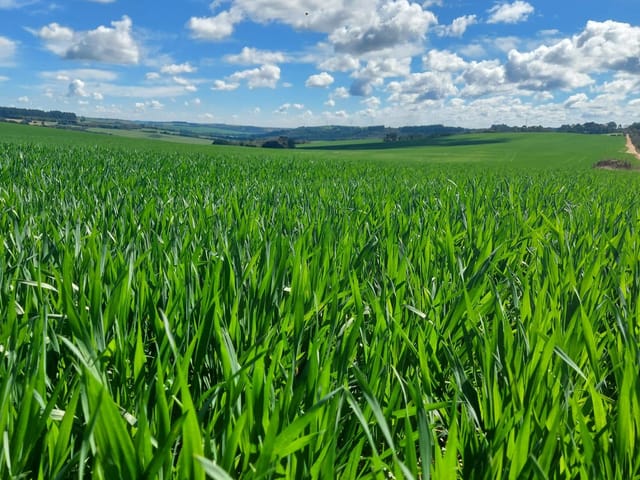 Foto do Fazenda - Porto Amazonas, Fazenda De Frente Rodovia, 287 Hectares, 118 Alqueires, Plantando 60%, Dupla Aptidão, à venda, PR | Imobiliária GreenVille