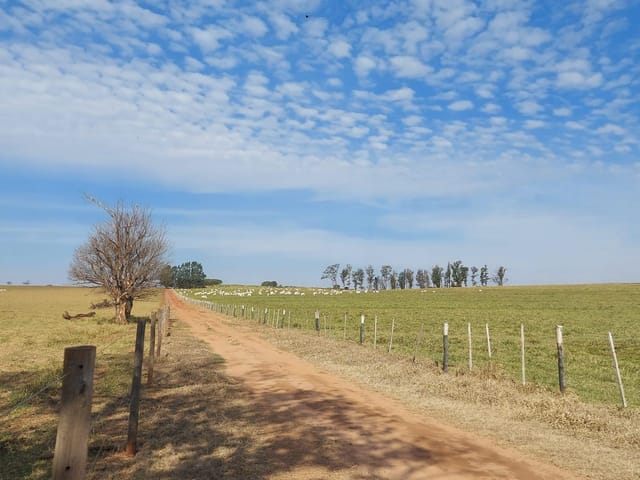Foto do Fazenda - Maringá, Cianorte, Fazenda, 624 Hectares, 258 Alqueires, Cana e Gado, à venda, Zona Rural PR | Imobiliária GreenVille