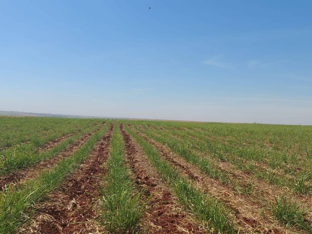 Foto do Fazenda - Maringá, Cianorte, Fazenda, 624 Hectares, 258 Alqueires, Cana e Gado, à venda, Zona Rural PR | Imobiliária GreenVille