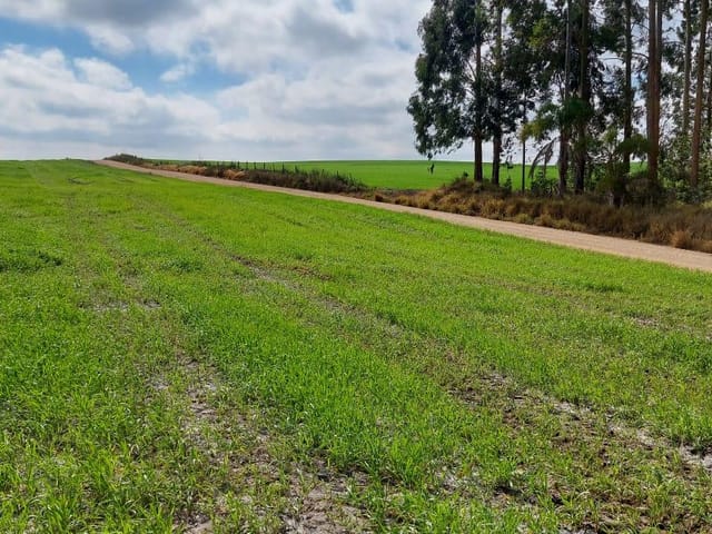 Foto do Fazenda - Porto Amazonas, Fazenda 90 Alqueires, 217 Hectares, Plantando 70 Alqueires, à venda, Zona Rural, PR | Imobiliária GreenVille